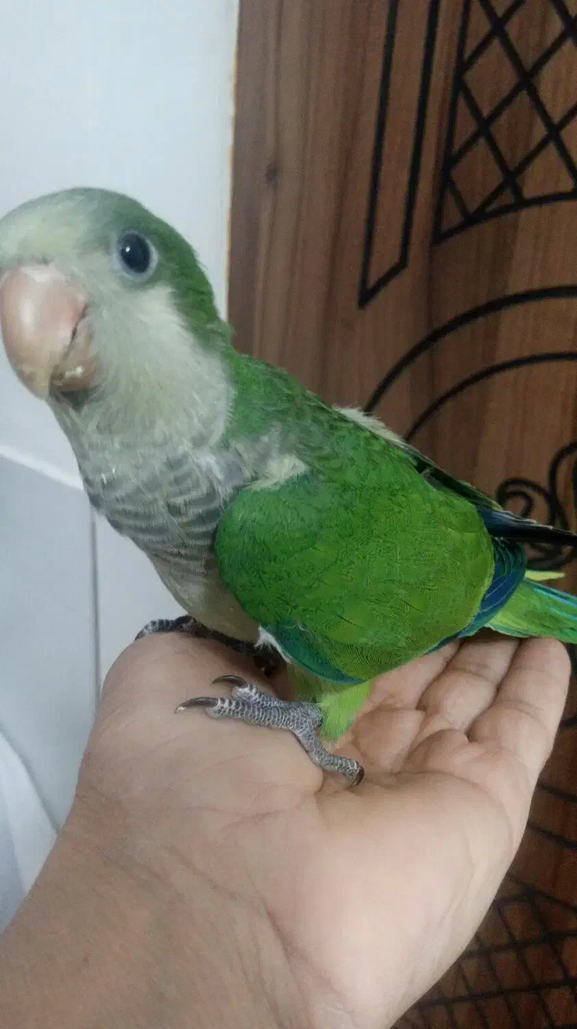 راهب دستی وعروس هلندی و....|پرنده|نیشابور, گنبد سبز|دیوار