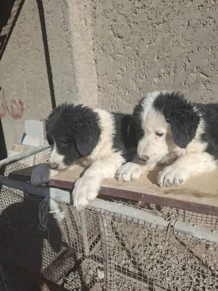 توله دوماهه. قدرجونی. گله ای .جونوری|سگ|ابریشم, |دیوار