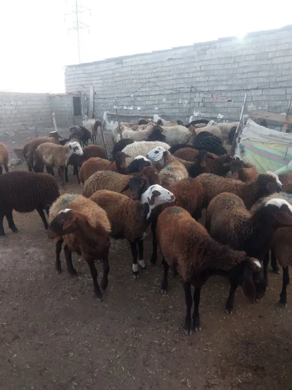 گوسفند و بره نر و ماده|حیوانات مزرعه|اردبیل, |دیوار