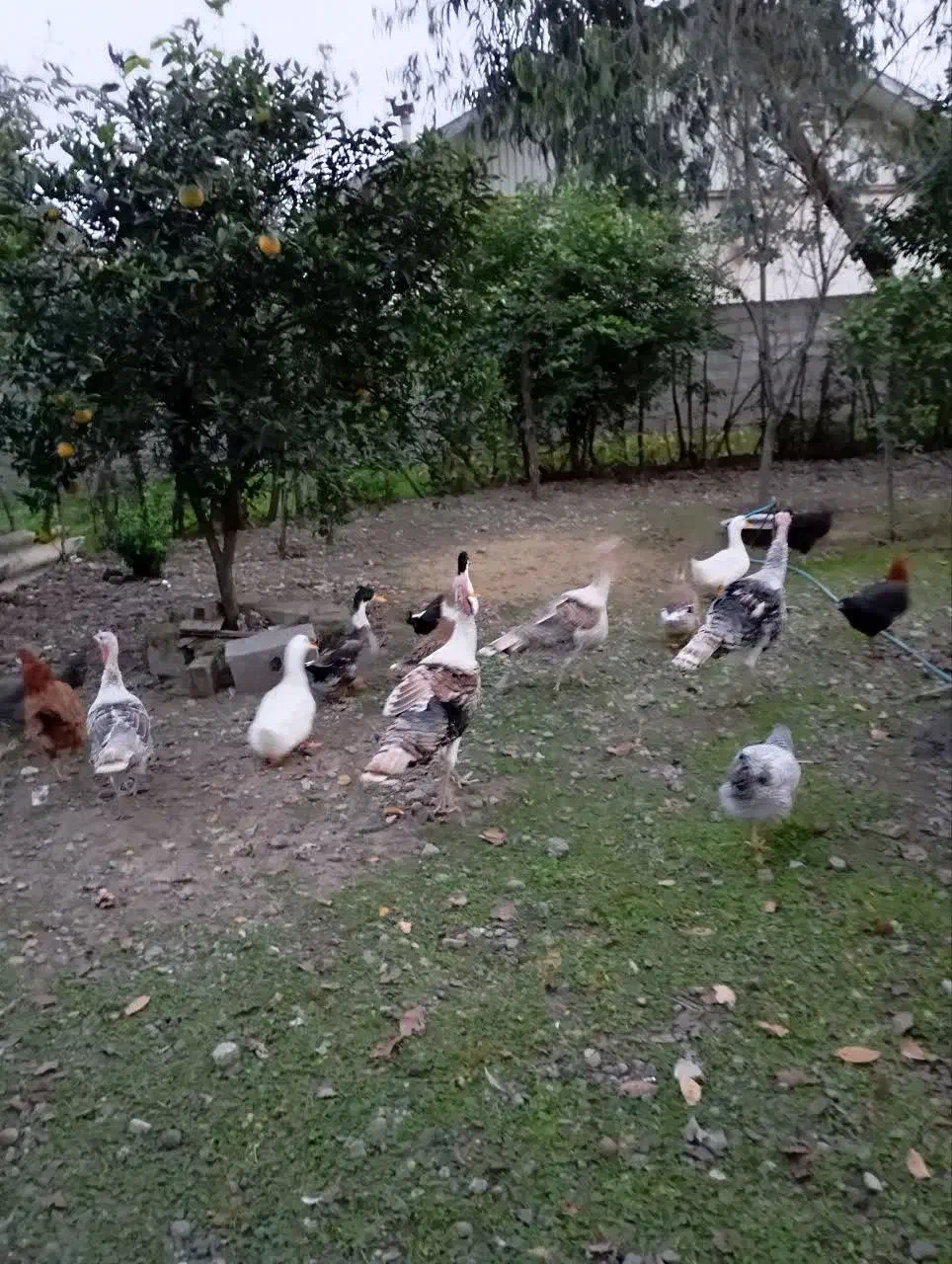 بوقلمون|حیوانات مزرعه|رشت, پارک شهر|دیوار