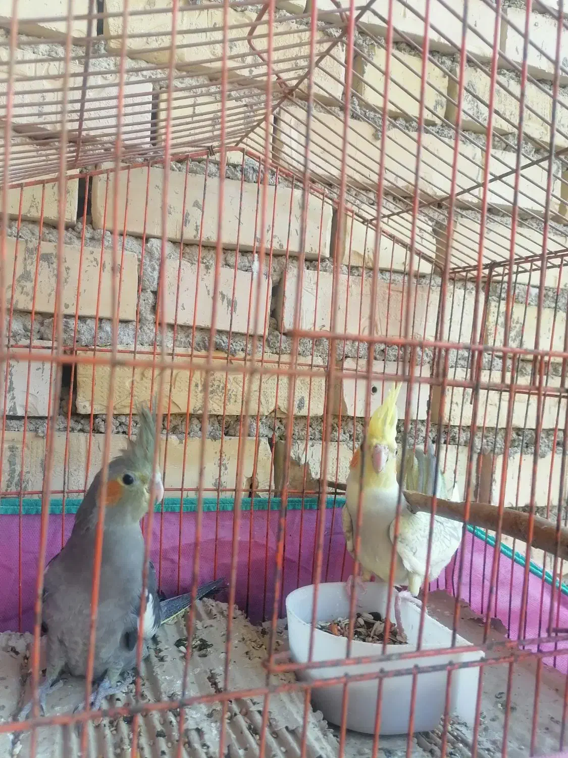 سه تا عروس هلندی|پرنده|دیلم, |دیوار