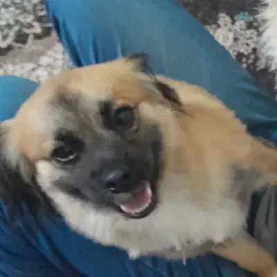 سگ گم شده مژدگانی عالی|حیوانات|خمینی‌شهر, |دیوار