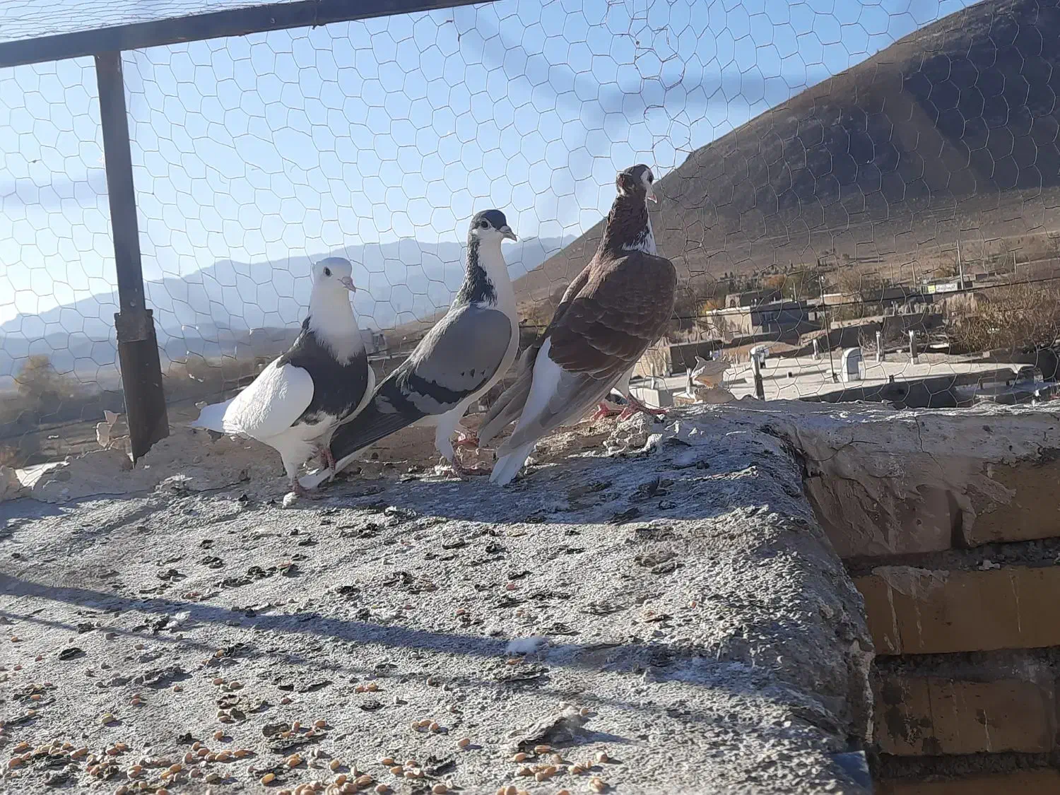 کفتر|پرنده|میان ولایت, |دیوار