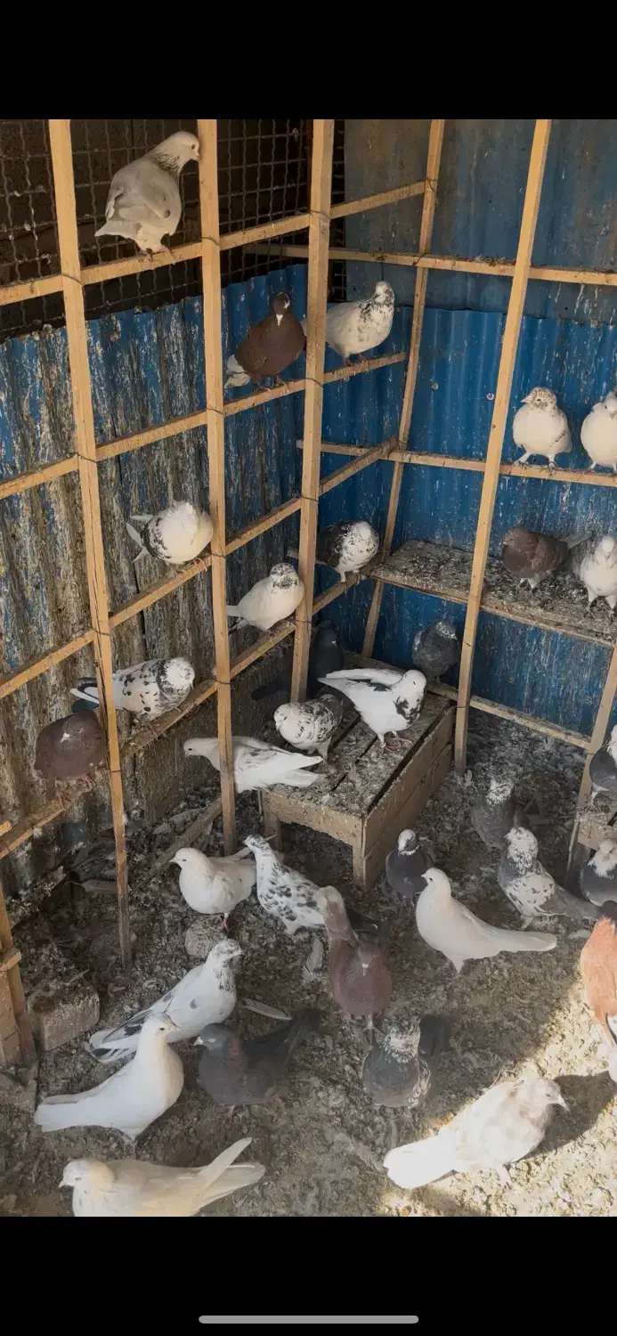 کبوتر پرشی محلات|پرنده|محلات, |دیوار