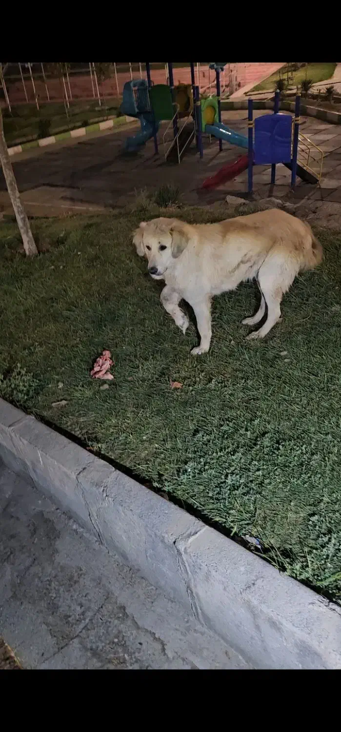 سگ بومی گمشده|حیوانات|سنندج, |دیوار