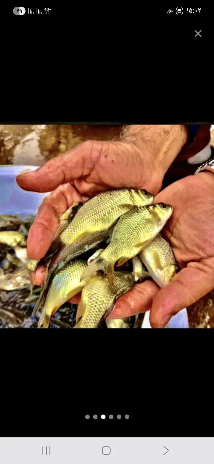 ماهیگیری طعمه اردک ماهی .سوف .کَپور|ماهی|اصفهان, ملاصدرا|دیوار