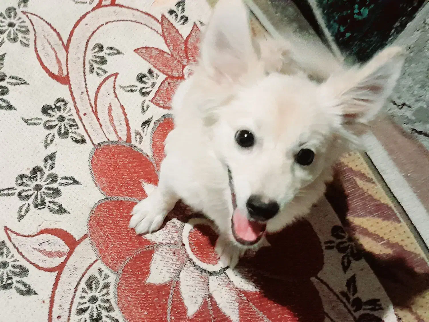 سگ پامر گمشده|حیوانات|جیرفت, |دیوار