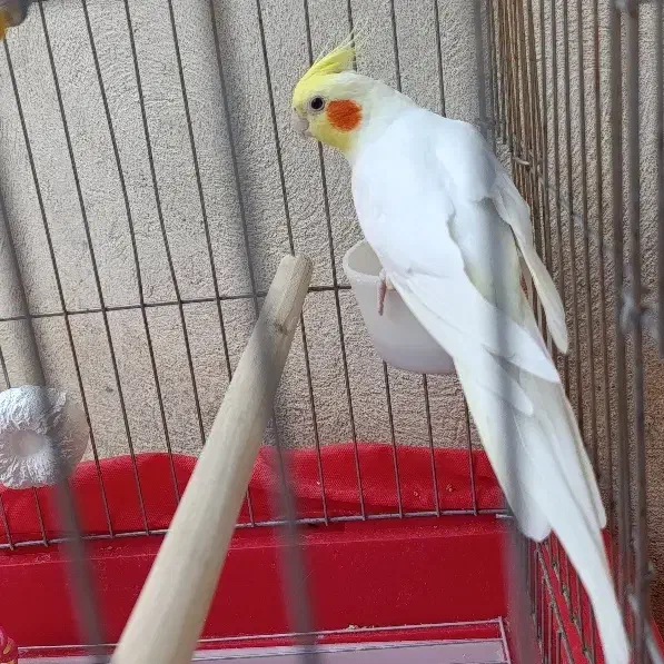 عروس هلندی لوتینو نر|پرنده|کبودرآهنگ, |دیوار