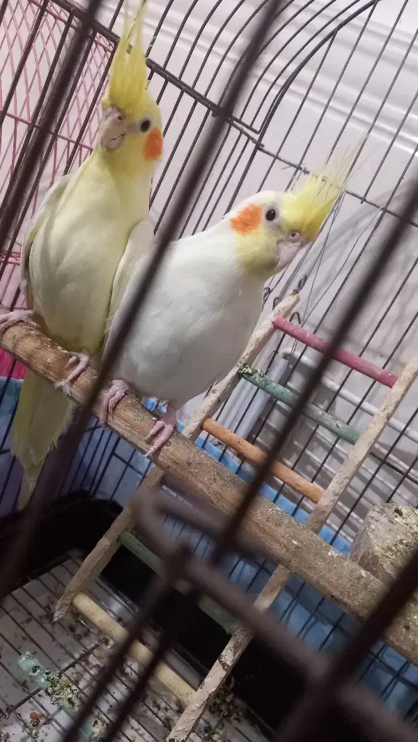 جفت مولد لوتینو|پرنده|خرمشهر, |دیوار