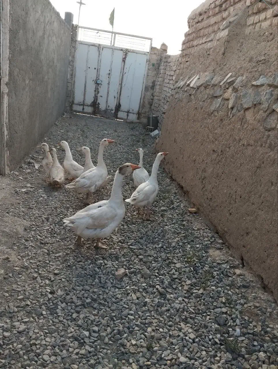 غاز نروماده|حیوانات مزرعه|قم, پردیسان|دیوار