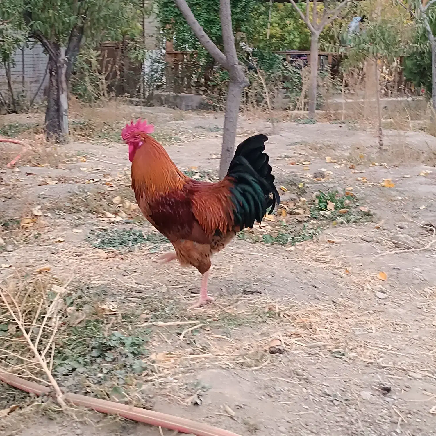 خروس قرمز جوان|حیوانات مزرعه|مشهد, امیریه|دیوار