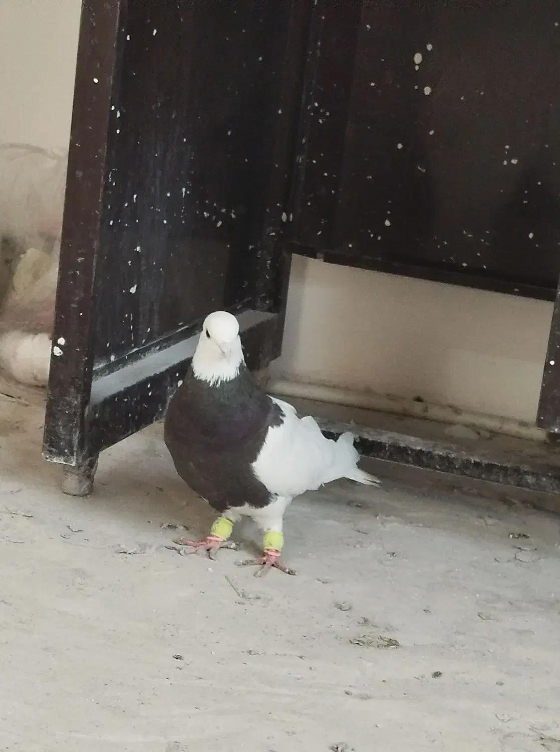 کبوتر طوقی|پرنده|مشهد, کوثر|دیوار