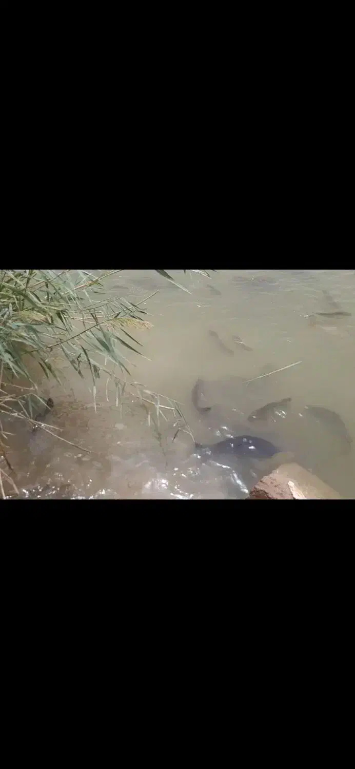 مشارکت در مزرعه پرورش ماهی ومجموعه گردشگری|مشارکت در ساخت املاک|زابل, |دیوار