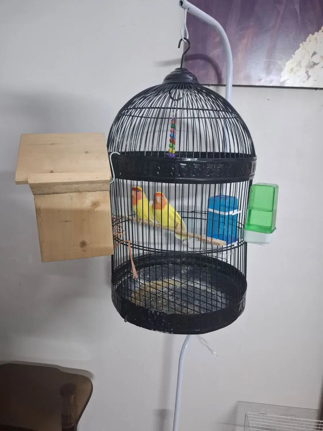 کوتوله برزیلی|پرنده|مشهد, سید رضی|دیوار