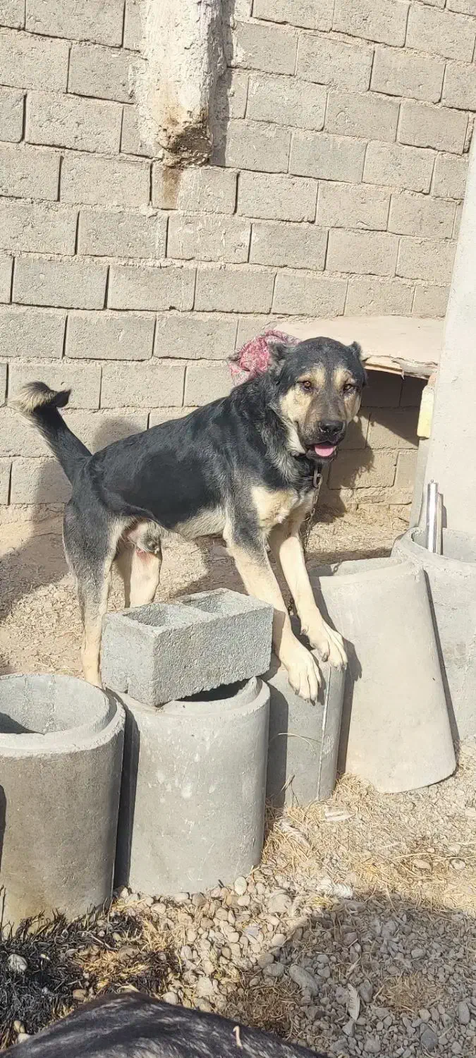 سگ سرابی|حیوانات|ملکان, |دیوار