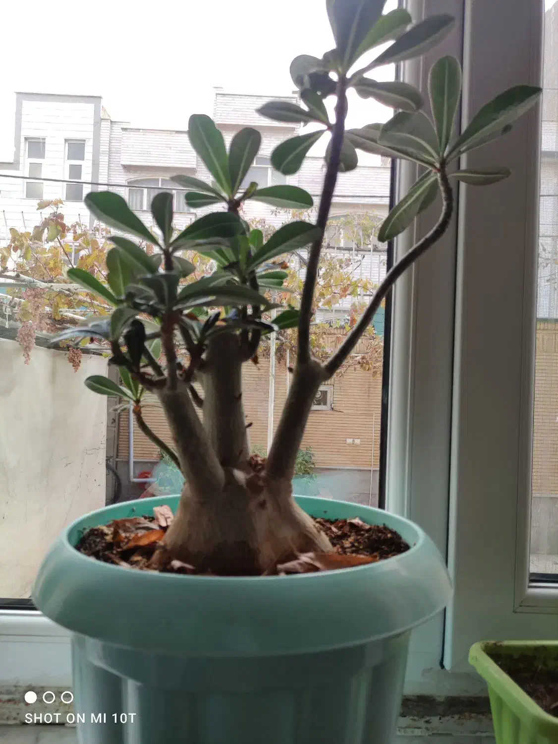 گل ادنیوم درحال گل دهی در تبریز تحویل داده میشه|گل و گیاه طبیعی|خسروشاه, |دیوار