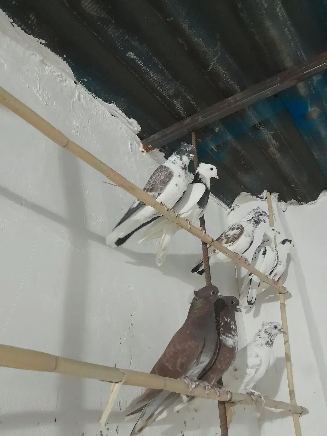 کبوتر کاکلی|پرنده|فاضل آباد, |دیوار