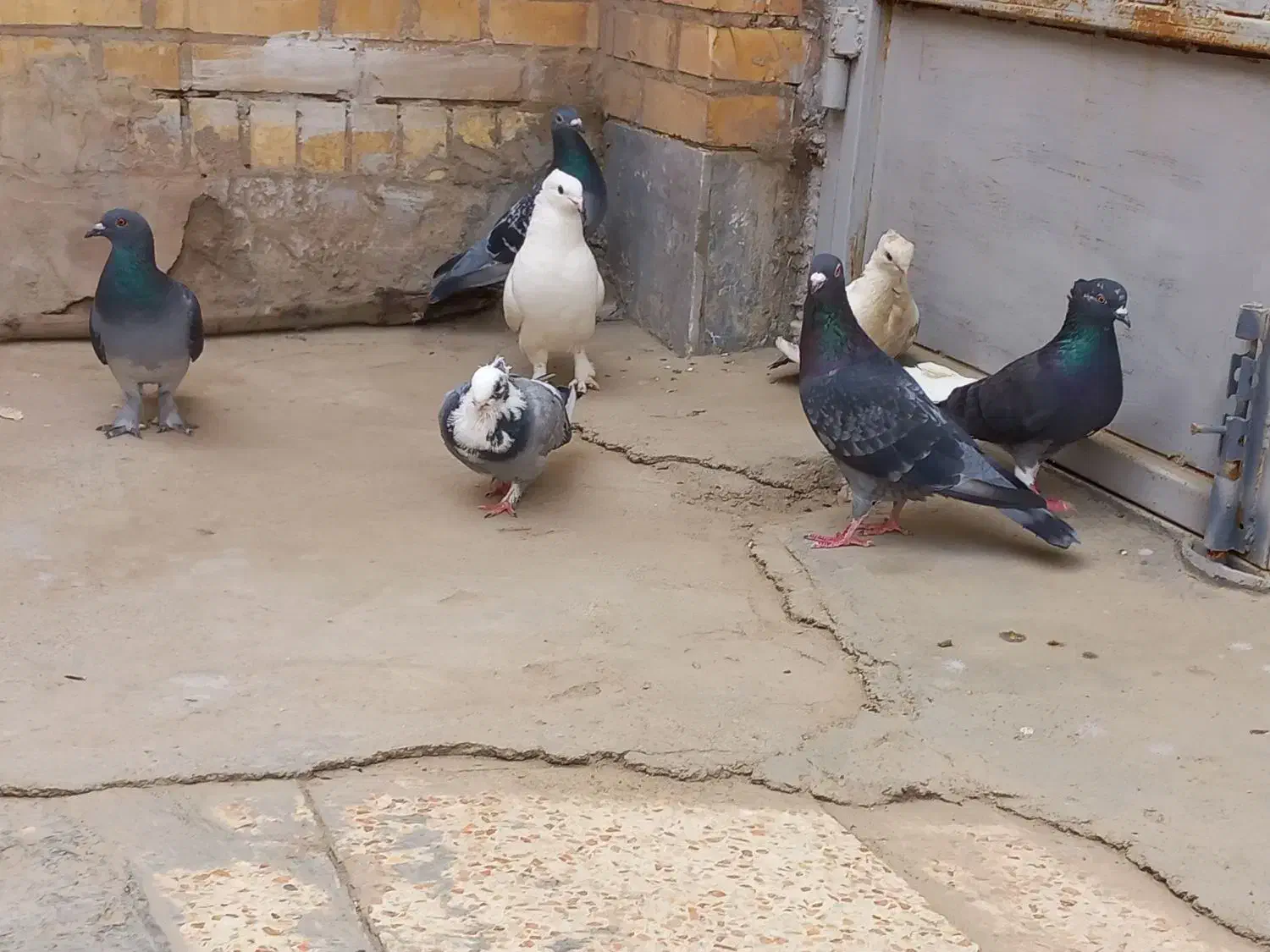 کبوتر|پرنده|اهواز, کمپلو جنوبی|دیوار