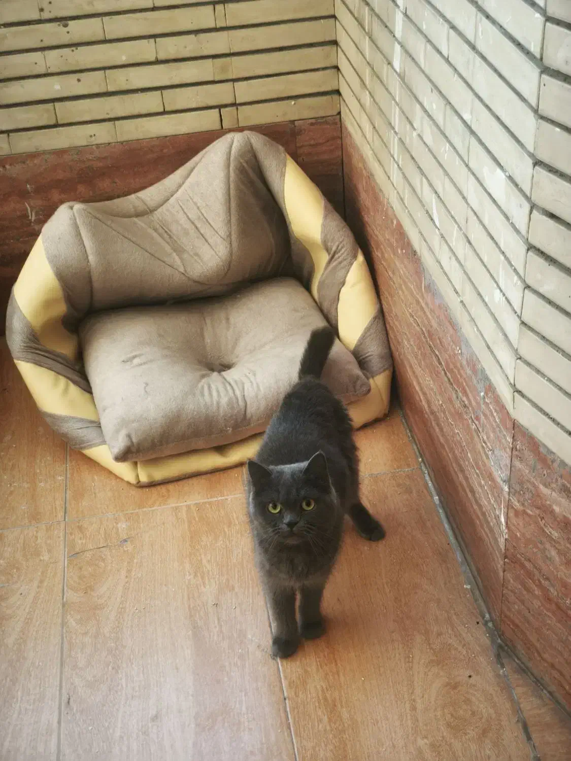 گربه اسکاتیش بریتیش|گربه|کرمان, |دیوار