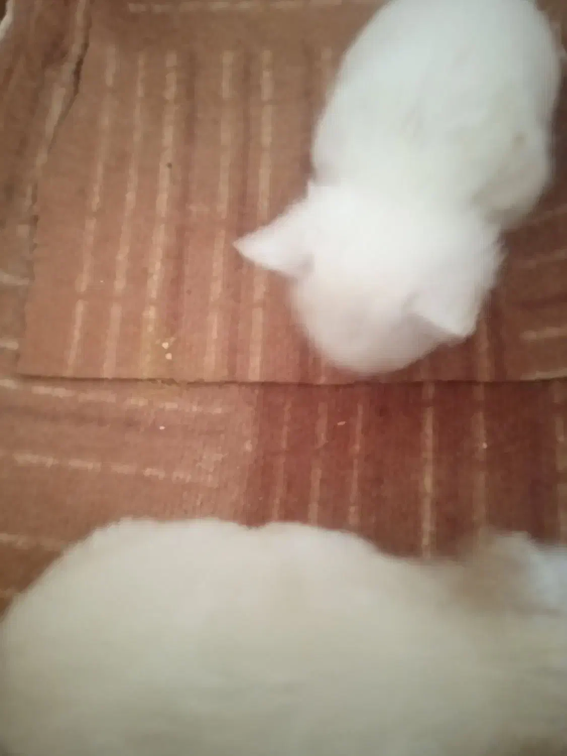 پامرین سایزصفر|سگ|قم, شهدا|دیوار