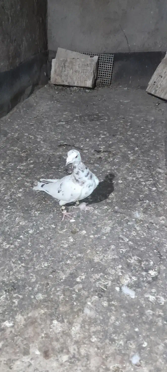 سار بدون بام|پرنده|تربت‌حیدریه, چهارراه خواف|دیوار