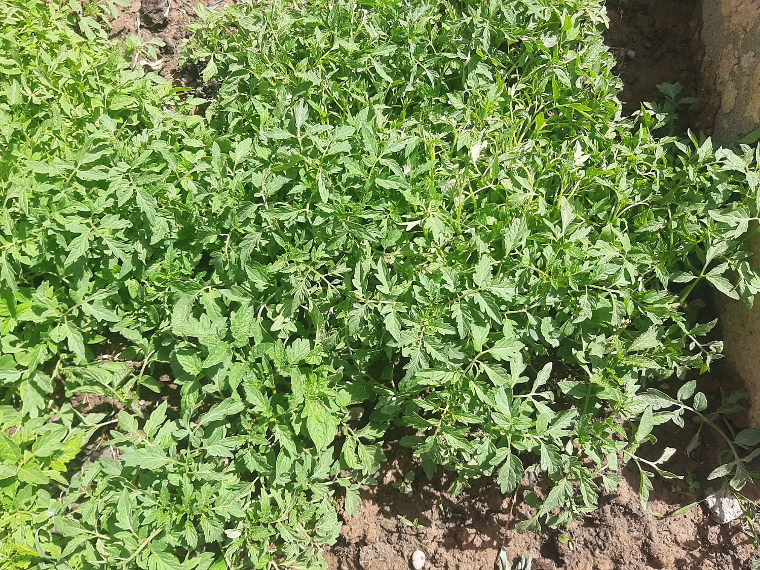 شطل گوجه|خدمات باغبانی و درختکاری|صحنه, |دیوار