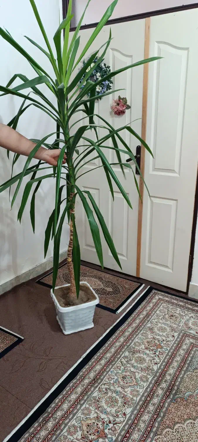 گل خرمایی|گل و گیاه طبیعی|مشگین شهر, |دیوار