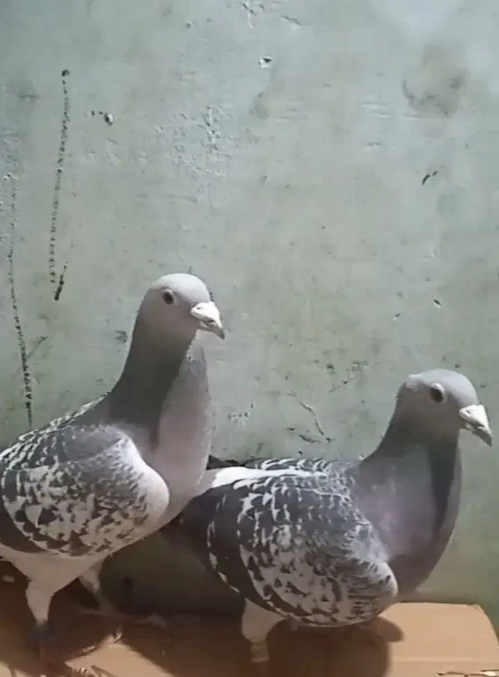 کفتر پلاکی|پرنده|سبزوار, ایزی شهر|دیوار