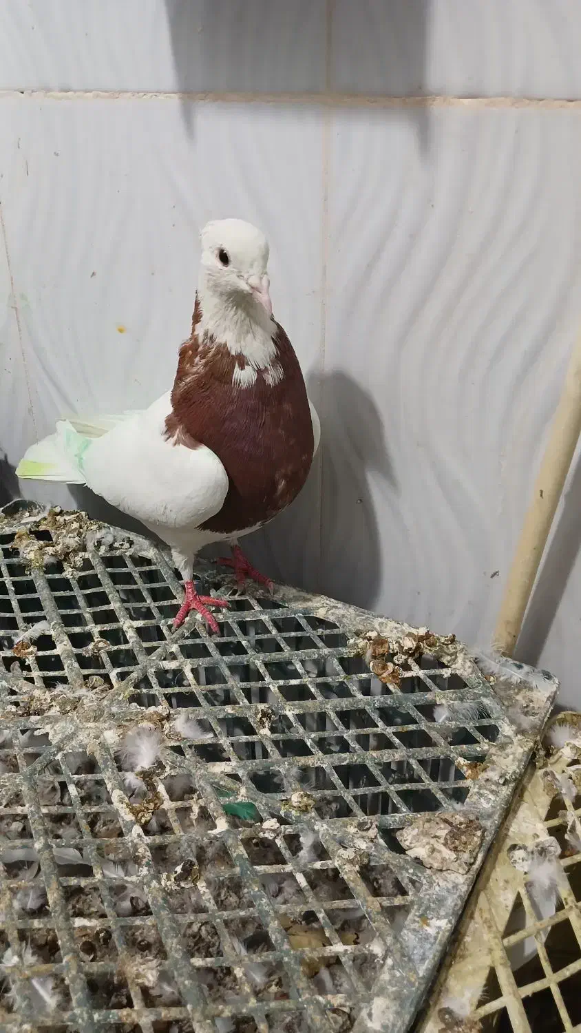 طوقی|پرنده|یاسوج, |دیوار