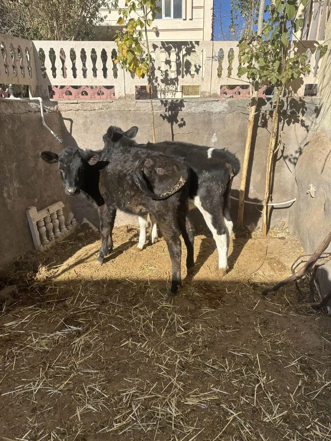 گوساله ماده|حیوانات مزرعه|باخزر, |دیوار