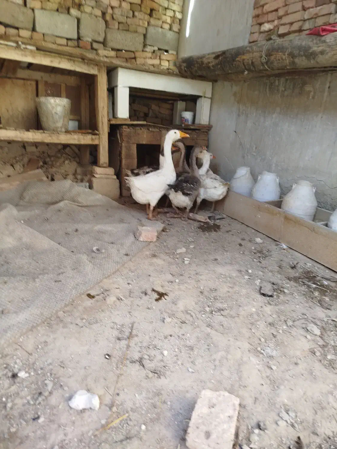 فروش غاز محلی و قو|حیوانات مزرعه|مهاباد (آذربایجان غربی), |دیوار