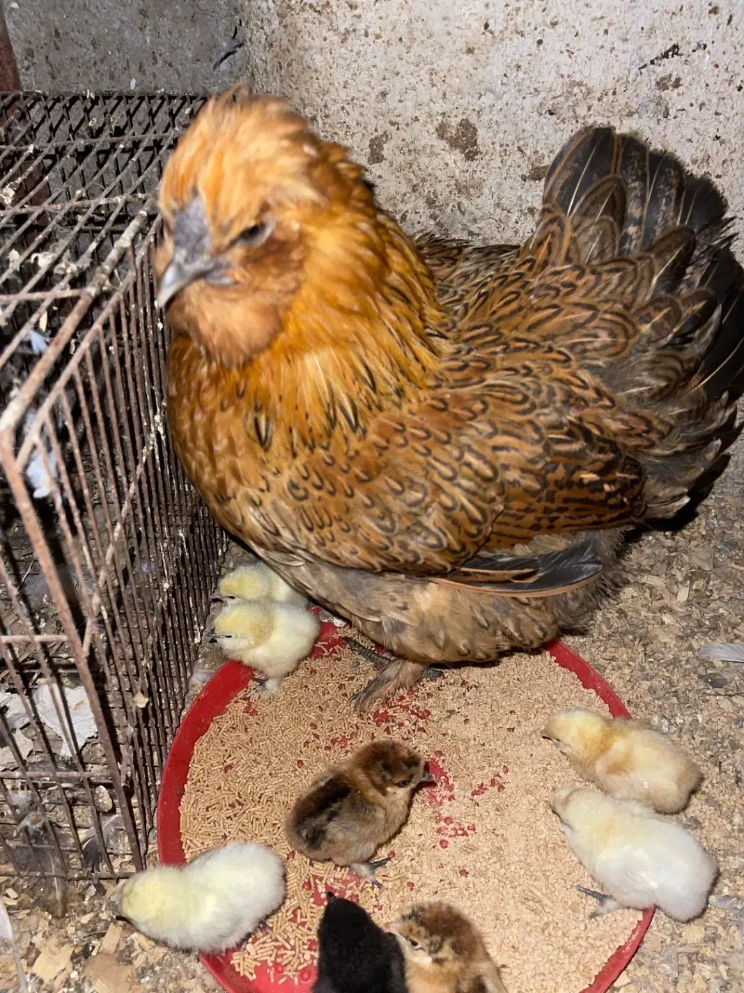 مرغ زیبا بهمراه ۱۰عدد جوجه|حیوانات مزرعه|رشت, یخسازی|دیوار