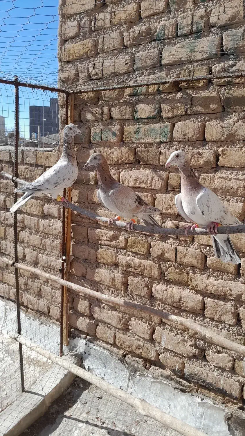 سرکله دار،خطی|پرنده|بوئین زهرا, |دیوار