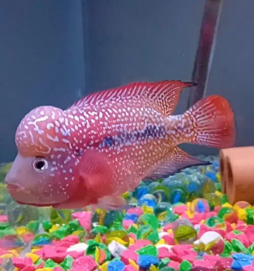 فلاور کامفا وارداتی|ماهی|قزوین, |دیوار