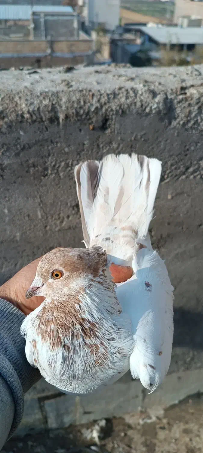 کبوتر کله دار تهرانی پرشی|پرنده|پاکدشت, پاکدشت (مامازند)|دیوار