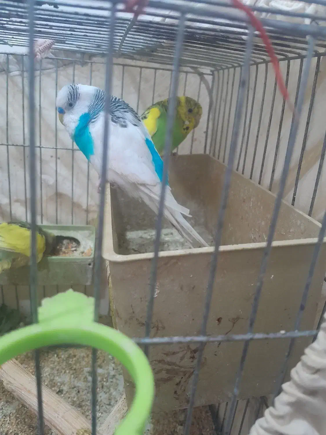 جفت مرغ عشق|پرنده|شوش, |دیوار