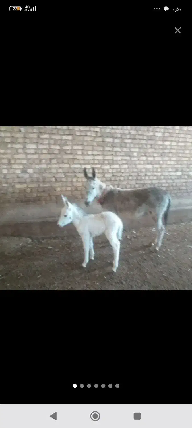 شیر الاغ خالص|حیوانات مزرعه|قزوین, |دیوار