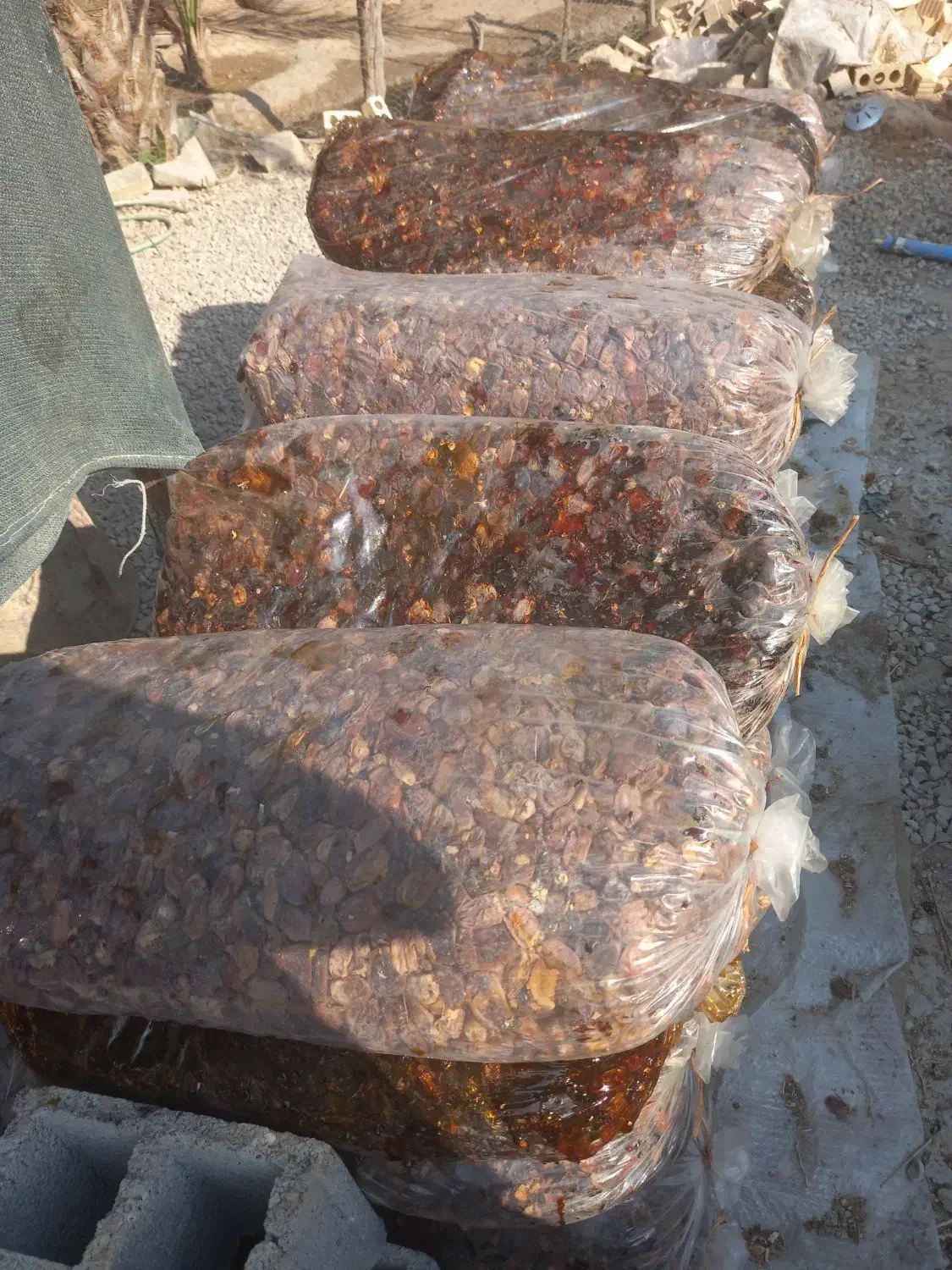 ضایعات خرما|خوردنی و آشامیدنی|وحدتیه, |دیوار