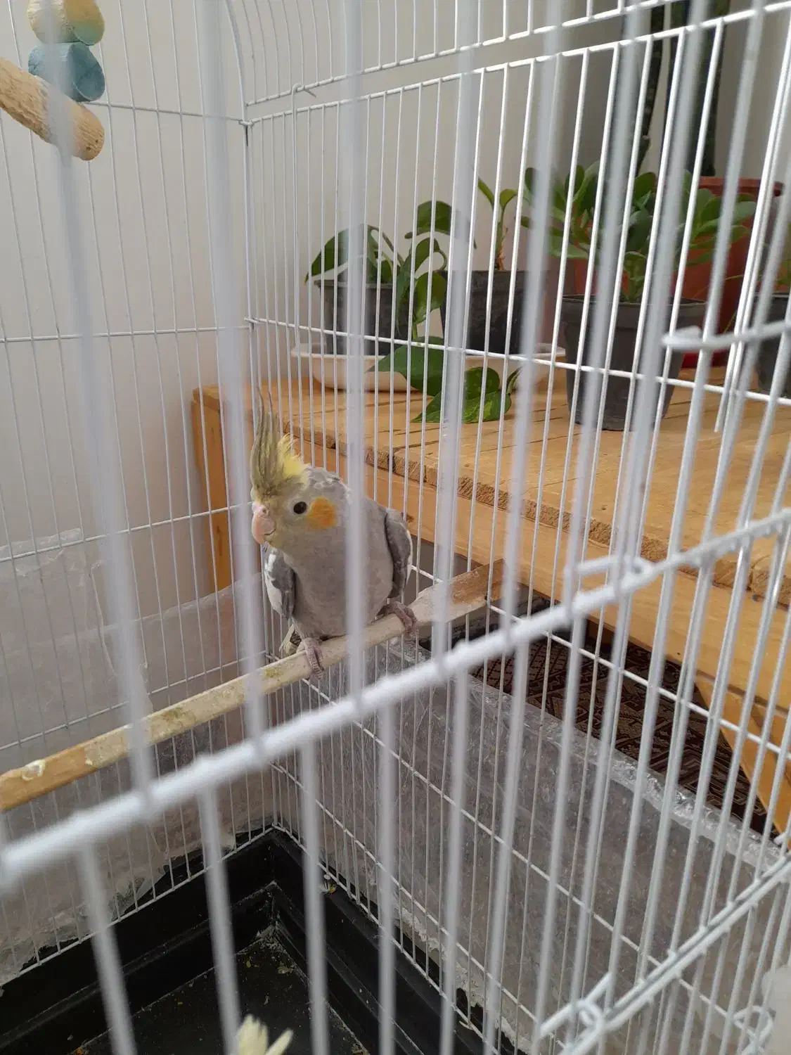 جوجه عروس هلندی|پرنده|شاندیز, |دیوار