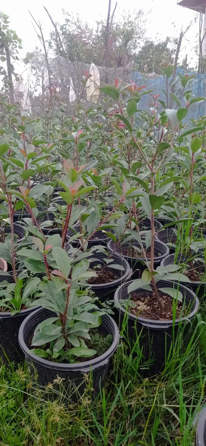 فوتونیا|گل و گیاه طبیعی|رحیمآباد, |دیوار