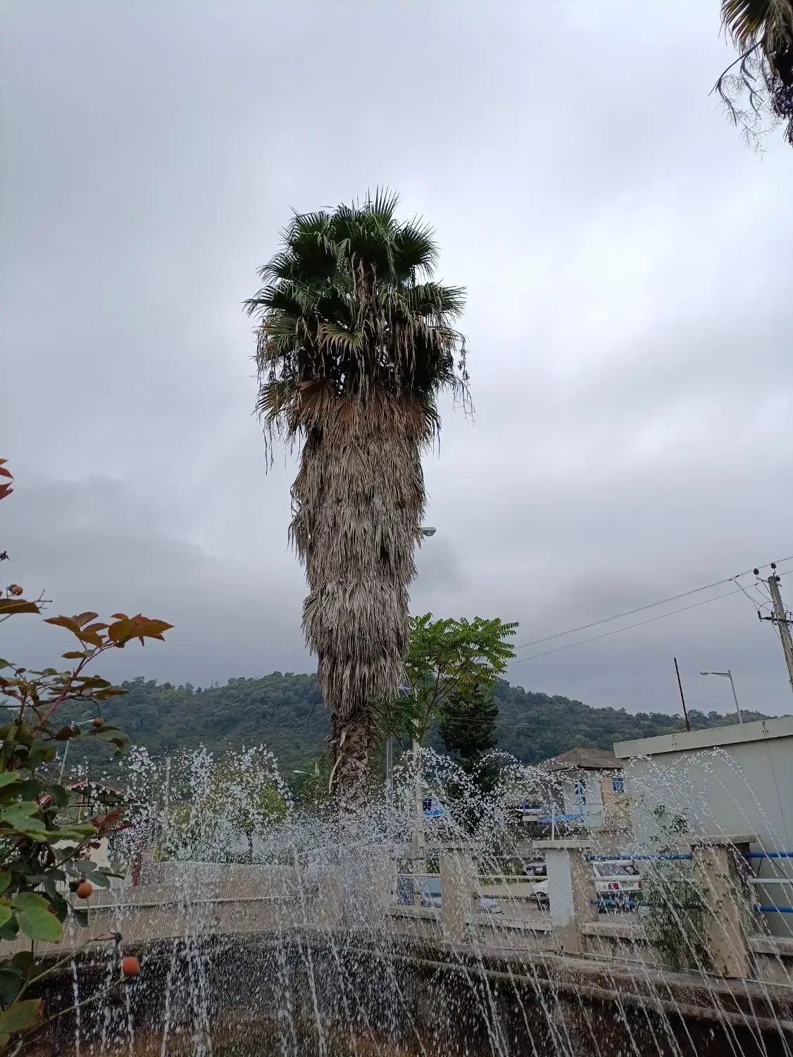 فروش 2 اصله درخت پالم تزیینی|گل و گیاه طبیعی|لیسار, |دیوار