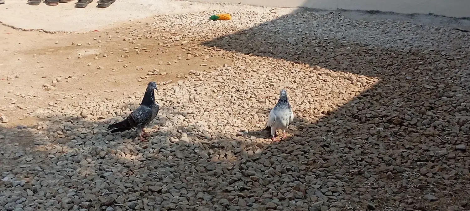 کبوترپکستانی|پرنده|بوشهر, |دیوار