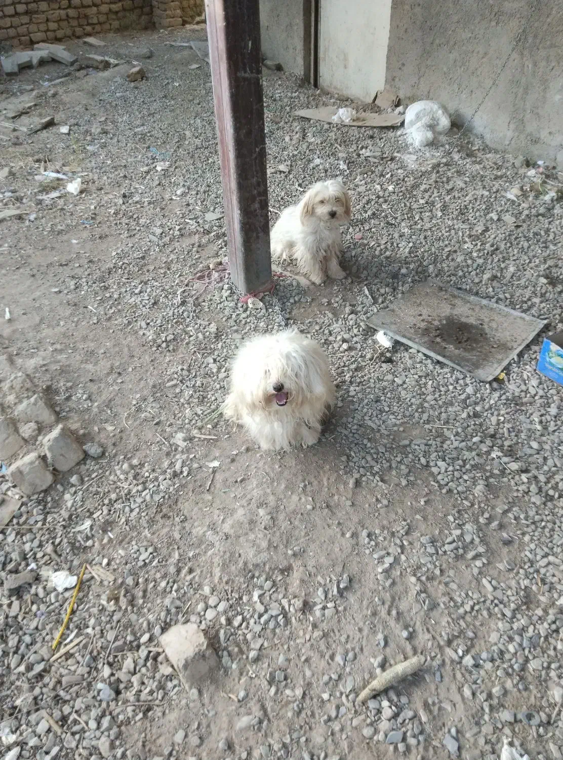 سگ پاکوتاه|سگ|بشاریات, |دیوار