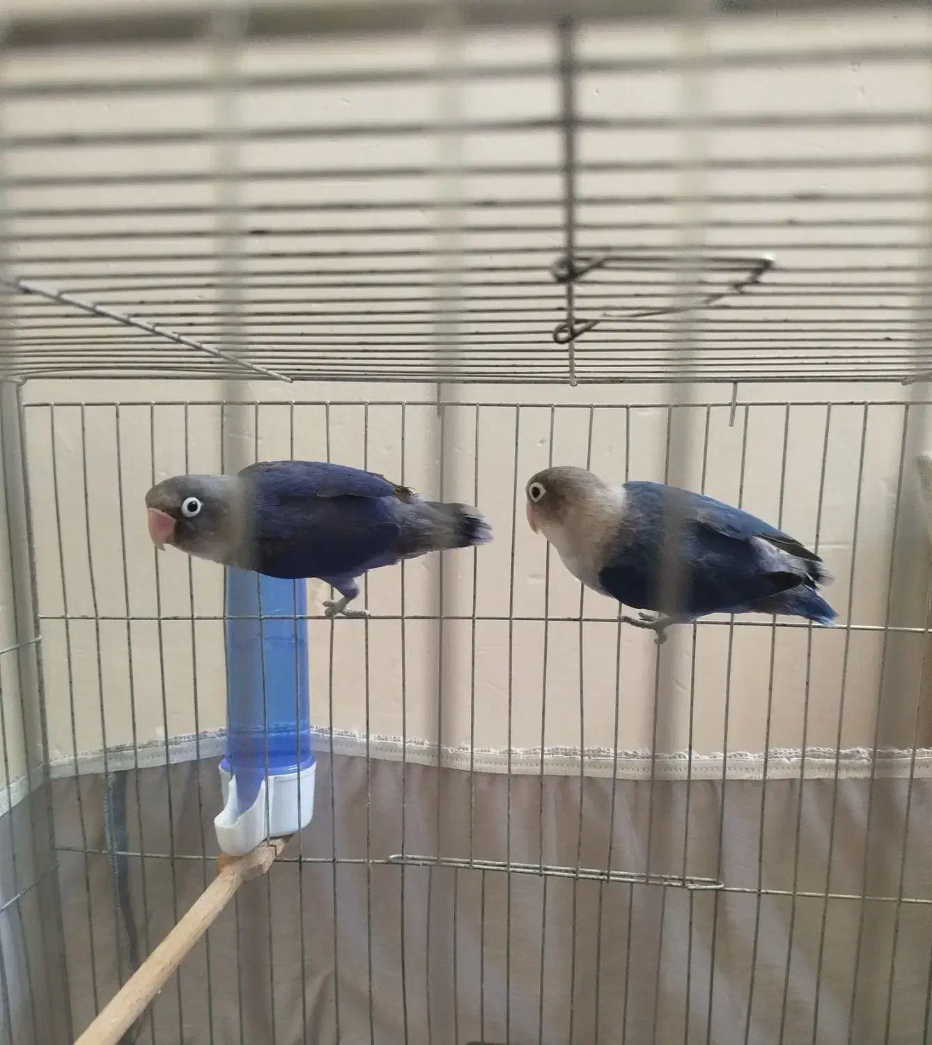 برزیلی نقابدار ویولت آبی (جفت)|پرنده|گلستان (تهران), |دیوار