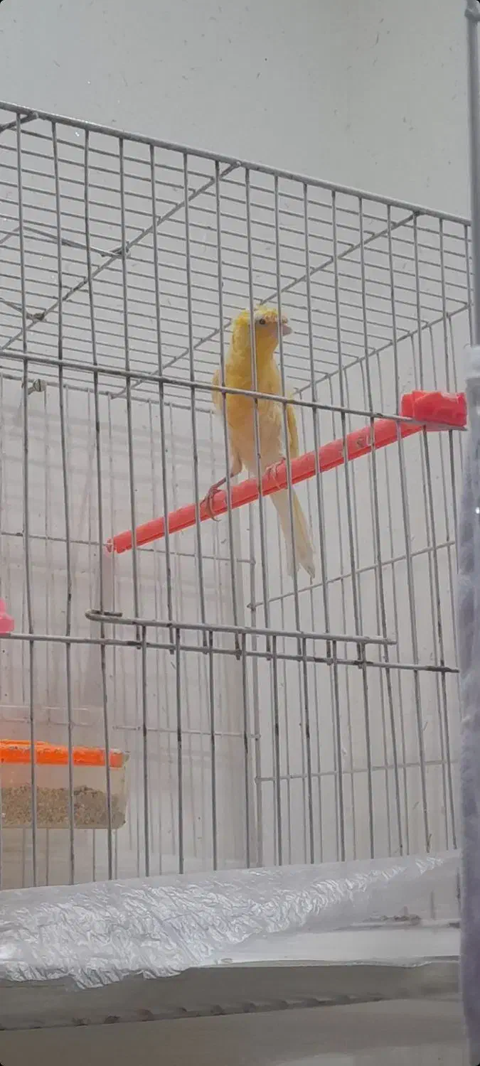 قناری ماده|پرنده|تربتحیدریه, شهرک ولیعصر|دیوار