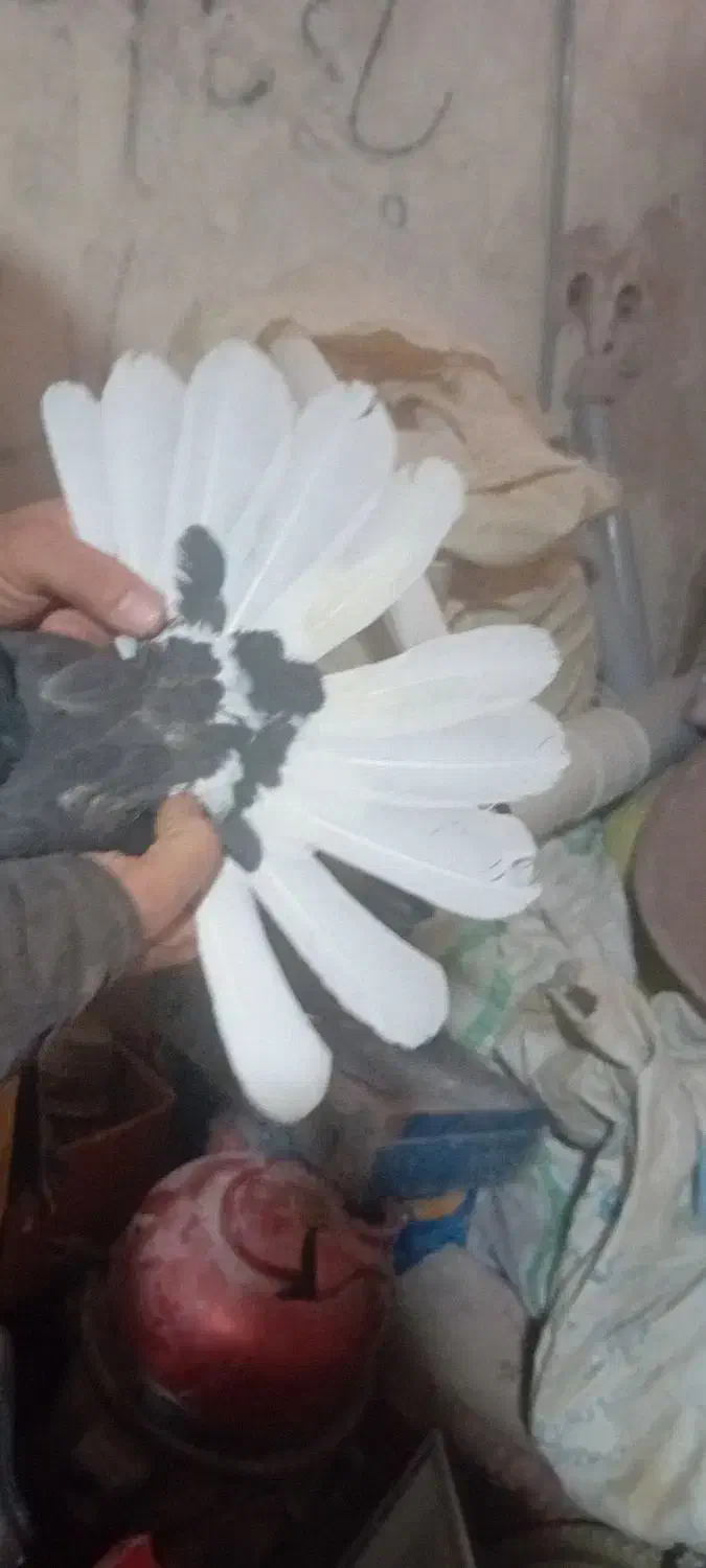 کفتر اصفهانی سیاه دم سفید تخت ماده|پرنده|خمینی‌شهر, |دیوار