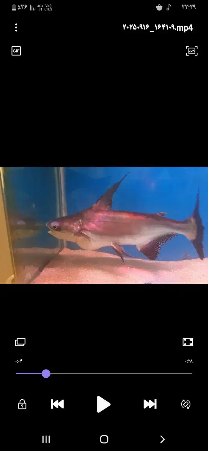 کوسه ماهی|ماهی|ایلام, |دیوار