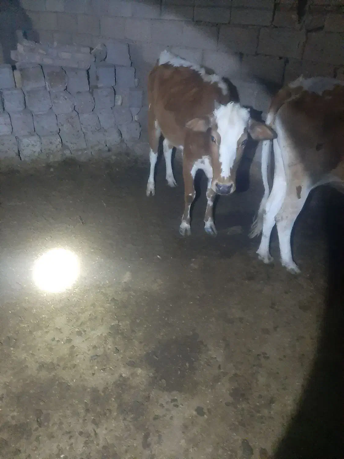 گاو|حیوانات مزرعه|کرخه, |دیوار