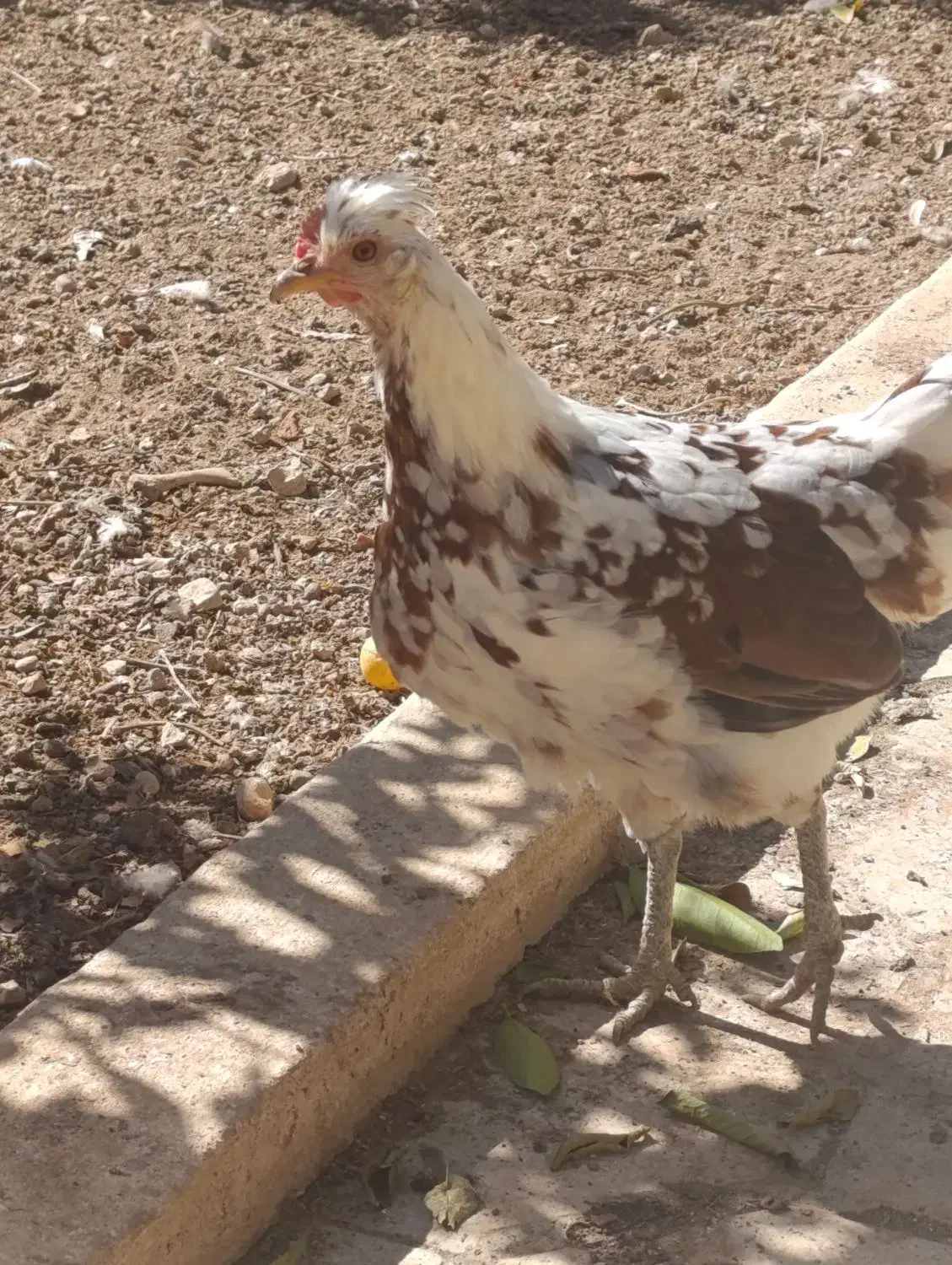 فروش تخم مرغ نطفه دار گلین|حیوانات مزرعه|شیراز, رکن‌آباد|دیوار