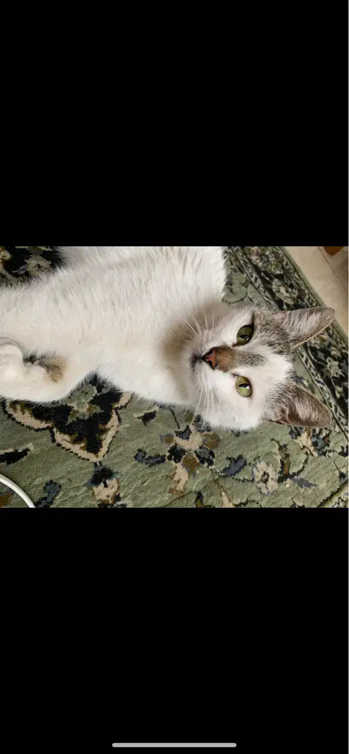 گربه گمشده در کارشناسان فرهنگ و وصال|حیوانات|اردبیل, |دیوار